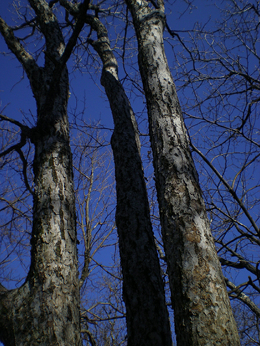dscn512a.jpg