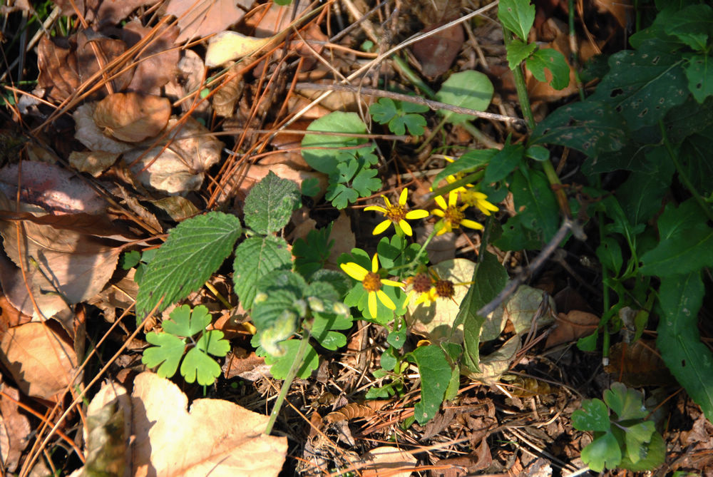 dsc_0020.jpg