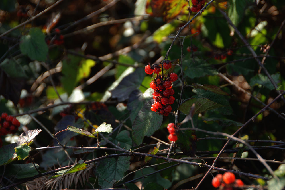dsc_0048.jpg