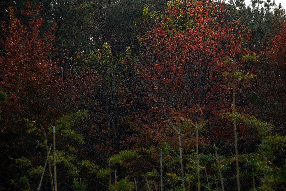 dsc_0055.jpg