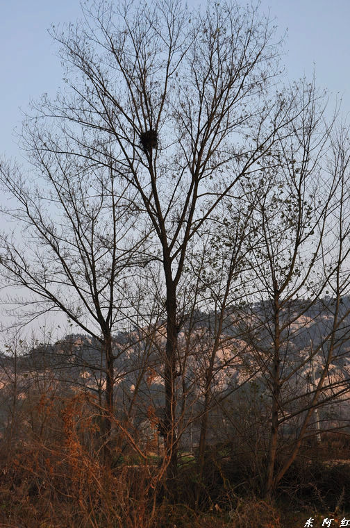 dsc_0178.jpg