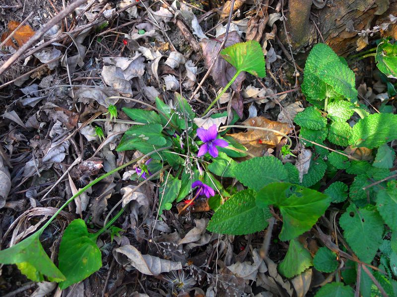 p1150491.jpg