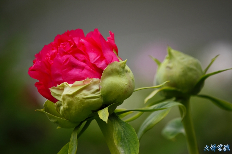 _mg_6255_conew1.jpg