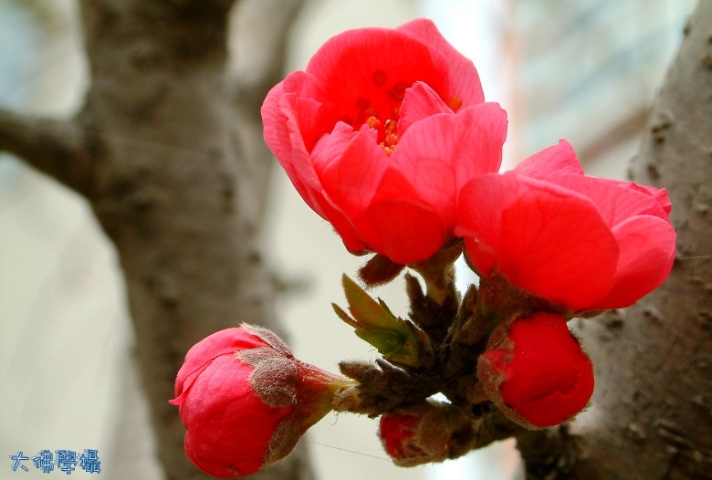 dscf0205_conew1.jpg
