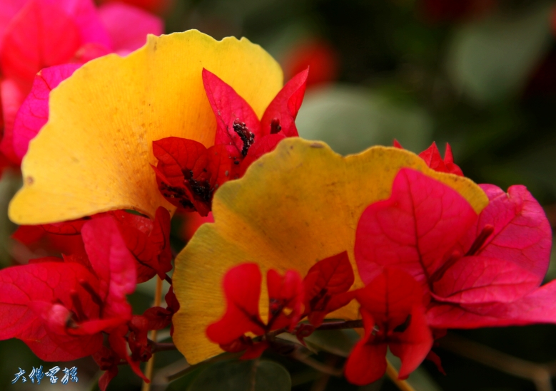 img_3289_conew1.jpg