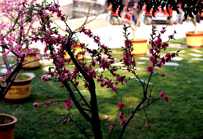 dsc_4919a.jpg