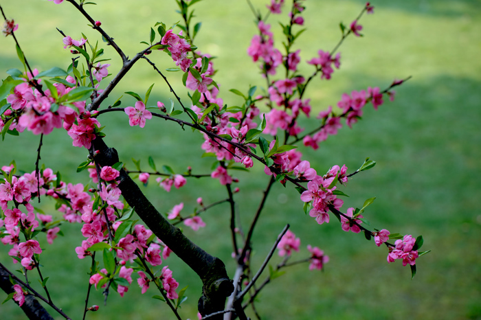 dsc_4920a.jpg