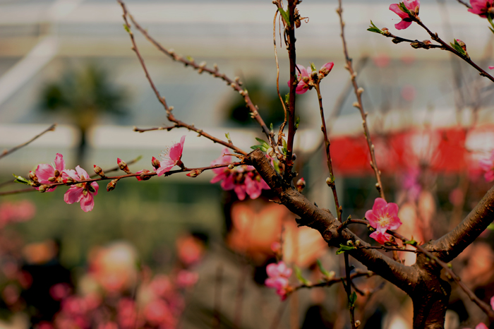 dsc_4925a.jpg