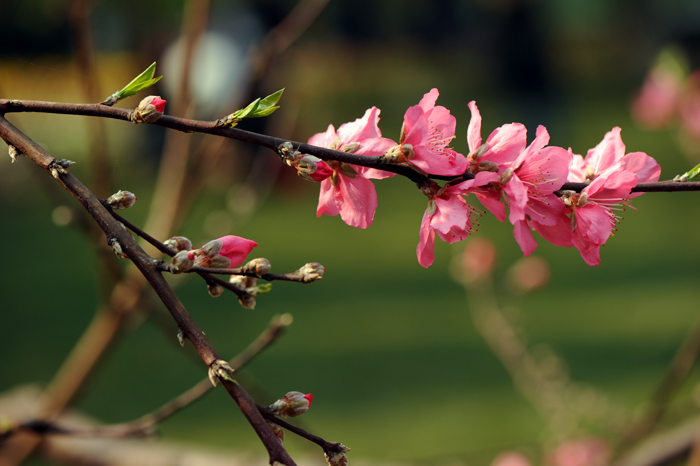 dsc_4929a.jpg