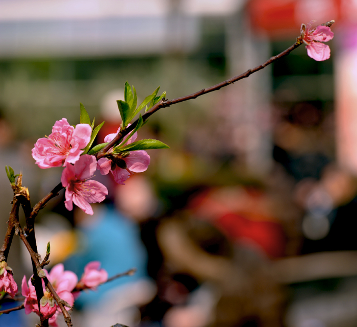 dsc_4930a.jpg