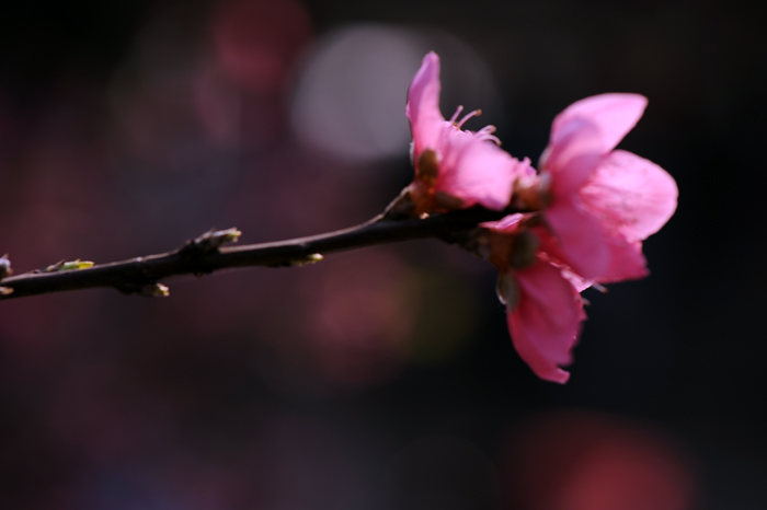 dsc_4932a.jpg