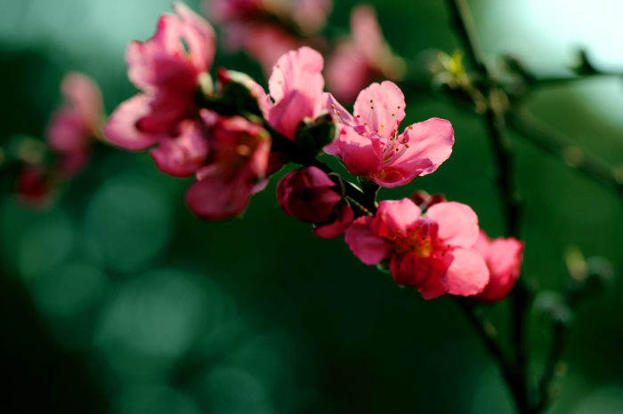 dsc_4935a.jpg