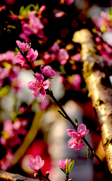 dsc_4939a.jpg