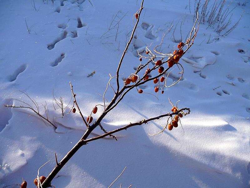 p1030541.jpg
