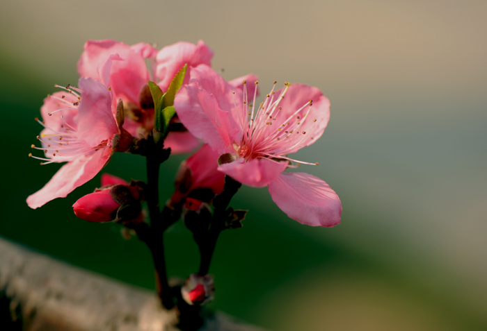 dsc_4941a.jpg