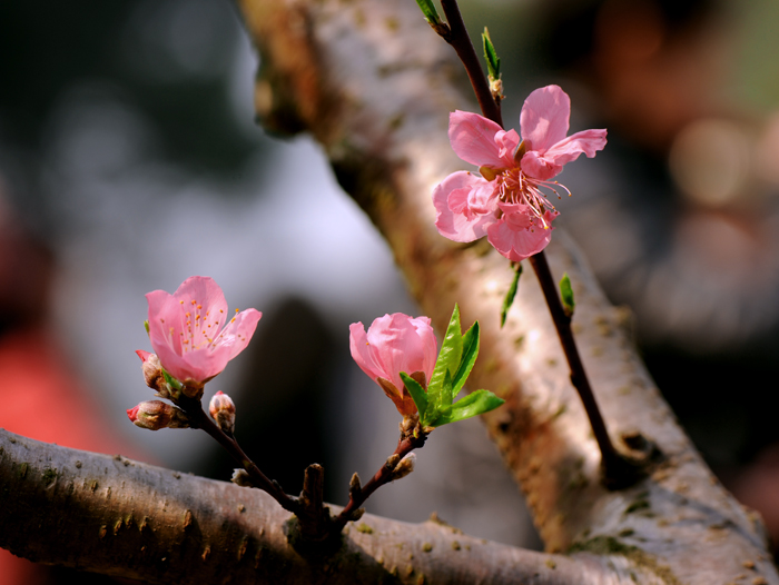 dsc_4943a.jpg