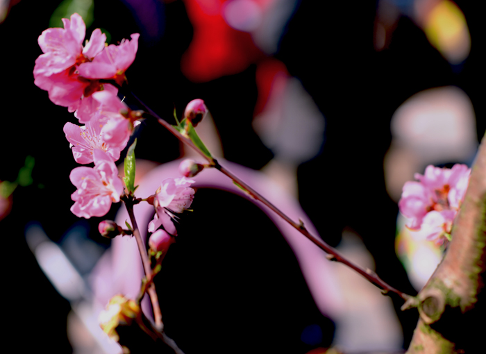 dsc_4944a.jpg