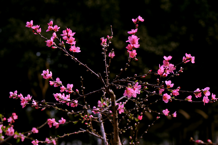 dsc_4946a.jpg