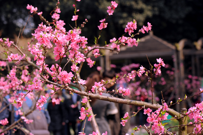 dsc_4948a.jpg