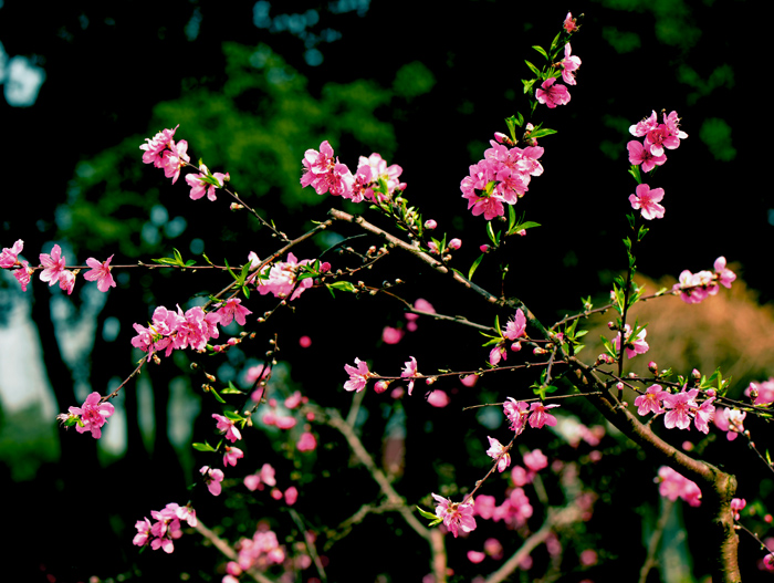 dsc_4950a.jpg