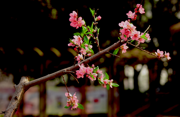 dsc_4949a.jpg
