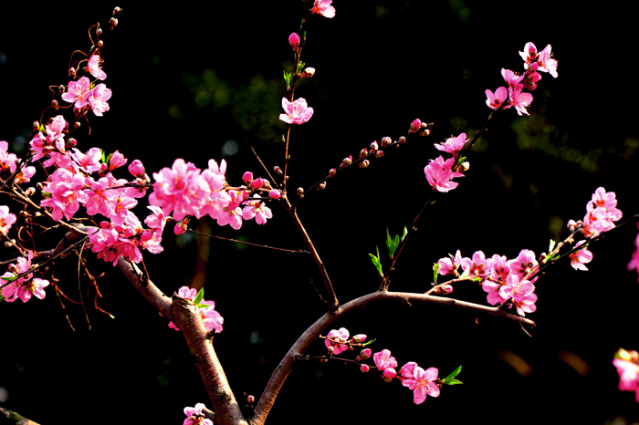 dsc_4953a.jpg
