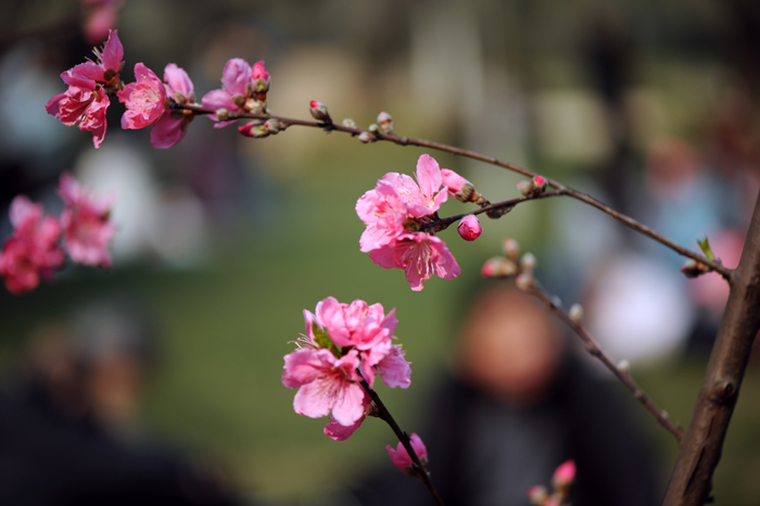 dsc_4988a.jpg