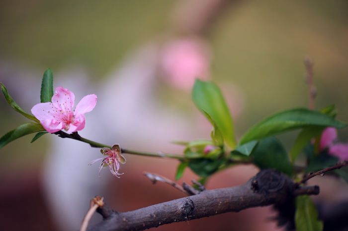 dsc_4992a.jpg