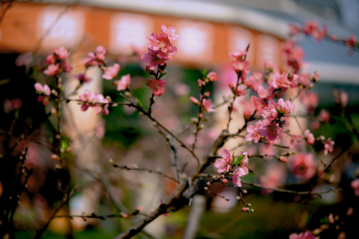 dsc_4996a.jpg
