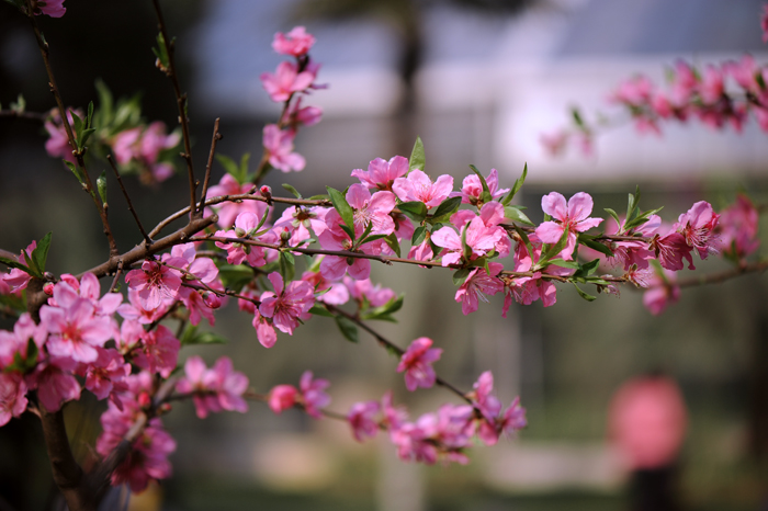 dsc_4997a.jpg
