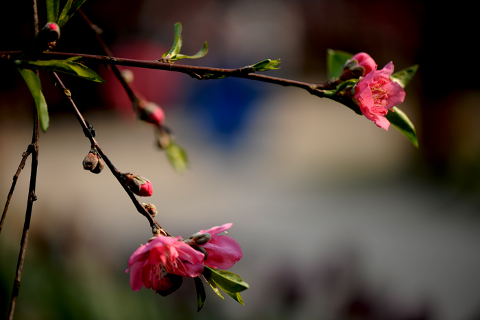 dsc_5001a.jpg