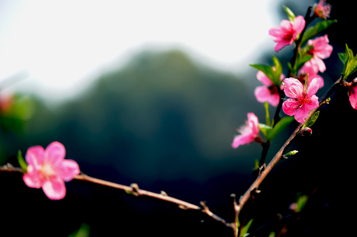 dsc_5006a.jpg