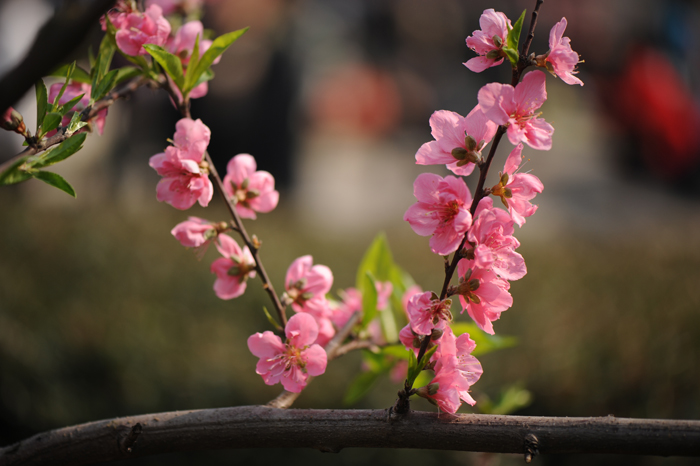 dsc_5010a.jpg