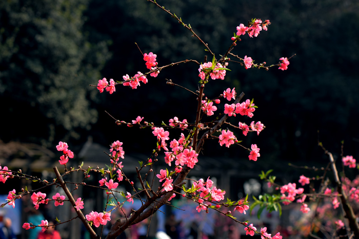 dsc_5053a.jpg