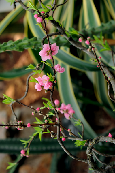 dsc_5060a.jpg