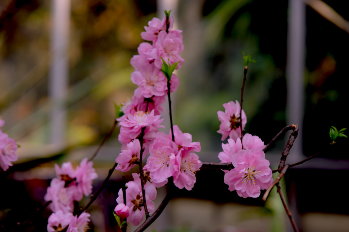 dsc_5062a.jpg