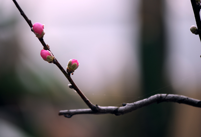 dsc_5065a.jpg