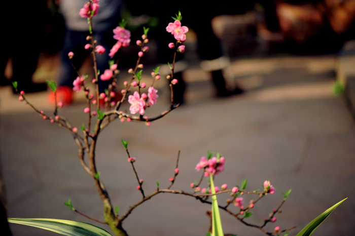 dsc_5067a.jpg