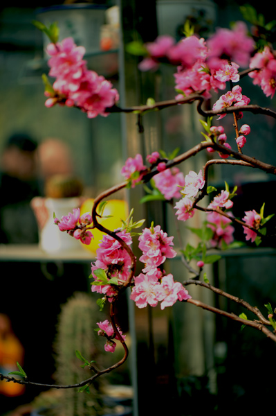 dsc_5068a.jpg