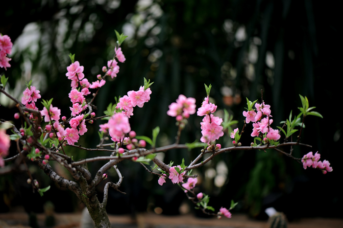 dsc_5076a.jpg