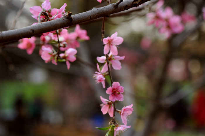 dsc_5195a.jpg