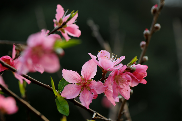 dsc_5198a.jpg