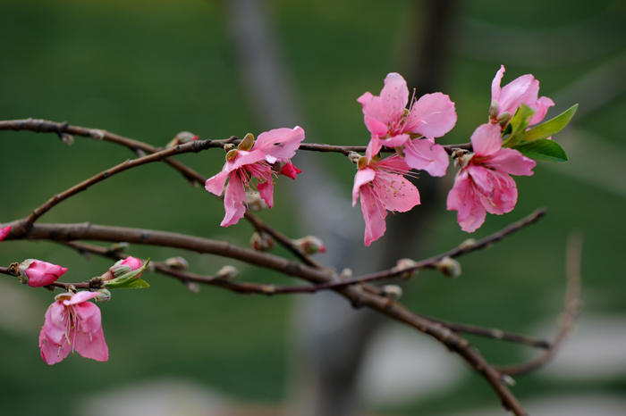 dsc_5199a.jpg