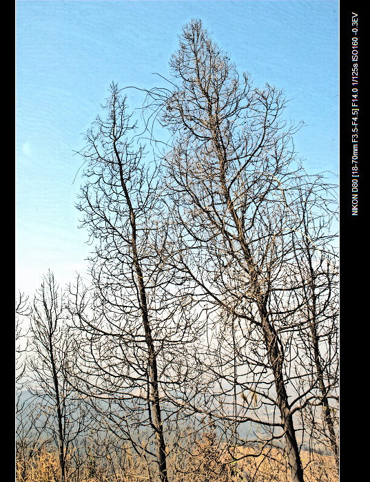 dsc_0006.jpg