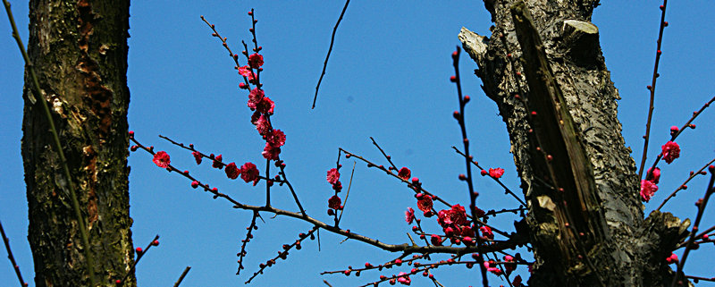 dsc02412.jpg