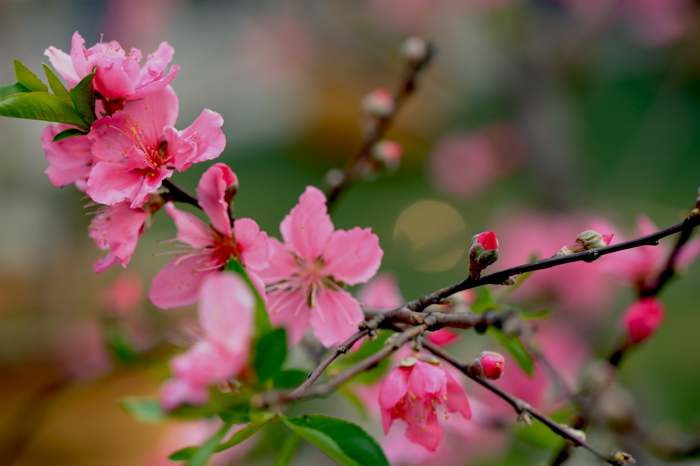 dsc_5201a.jpg