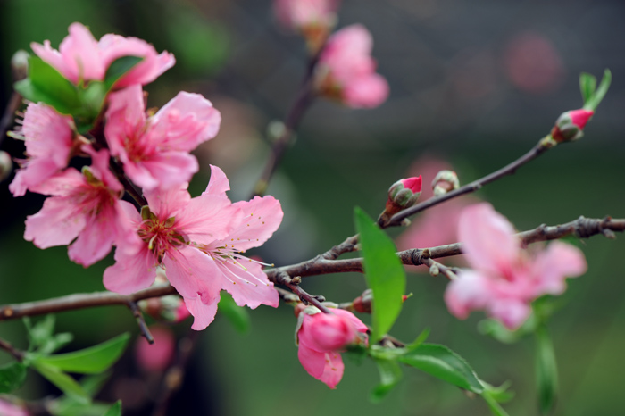 dsc_5202a.jpg