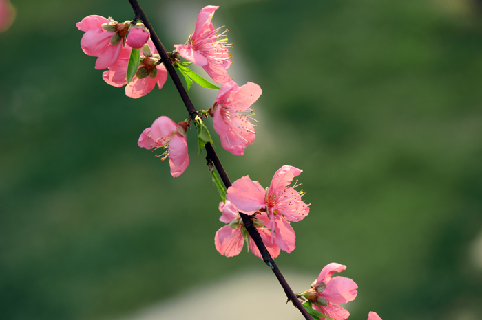 dsc_5205a.jpg