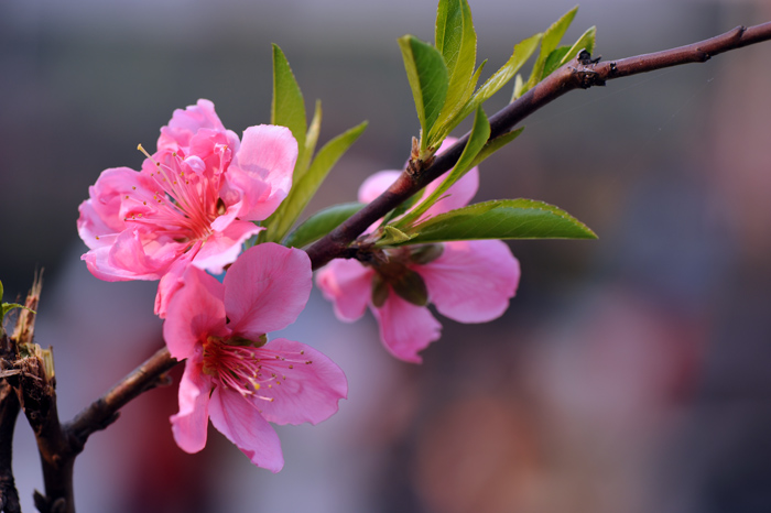 dsc_5207a.jpg