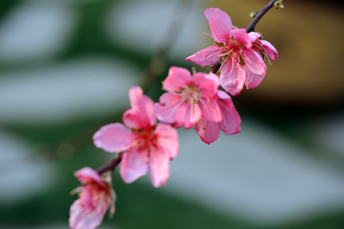 dsc_5208a.jpg
